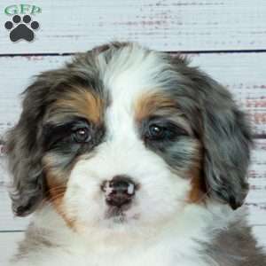 Bailey, Bernedoodle Puppy